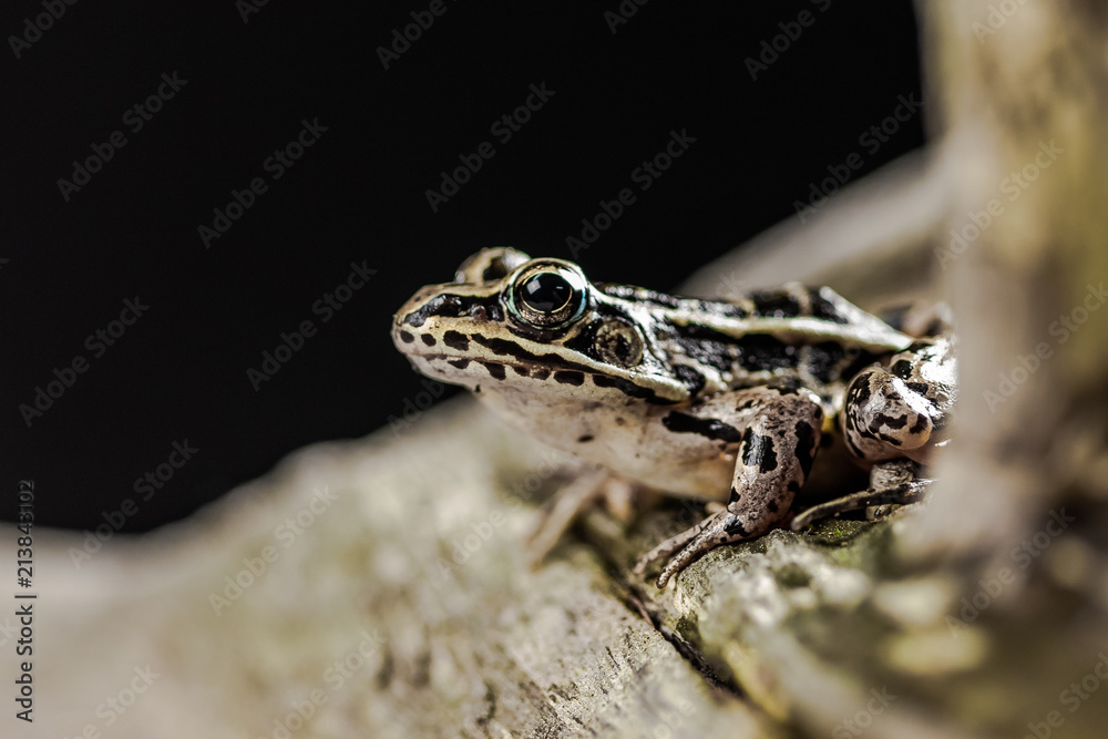 Fototapeta premium A frog posing on a tree with a black background