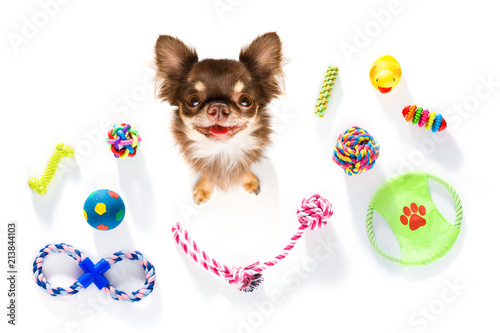 Fototapeta Naklejka Na Ścianę i Meble -  close up curious dog looks up with toys