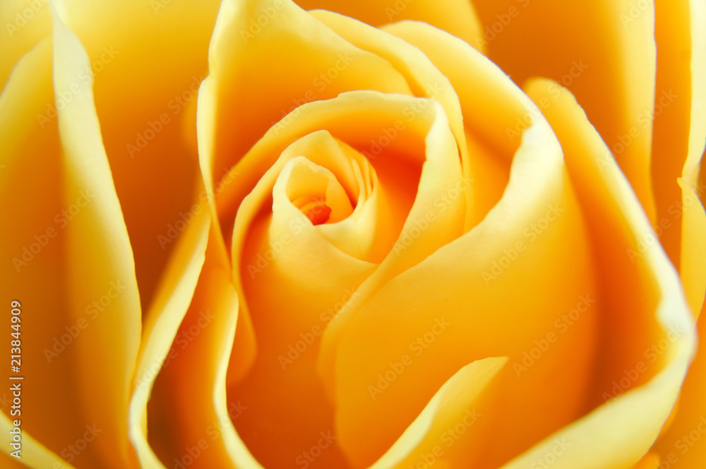 single rose flower with creamy colored petals single rose flower with creamy colored petals