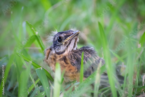Valokuva baby bird robin in spring looking with eye on the ground