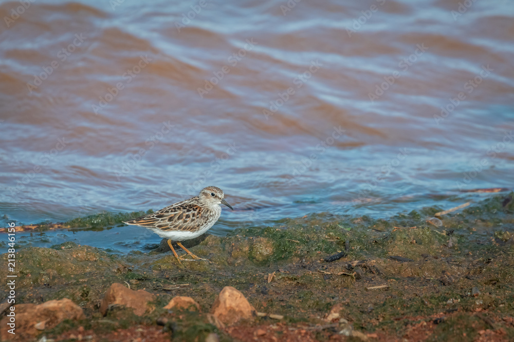 Least Sandpiper (Calidris minutilla) on a lake shore Least Sandpiper (Calidris minutilla) on a lake shore