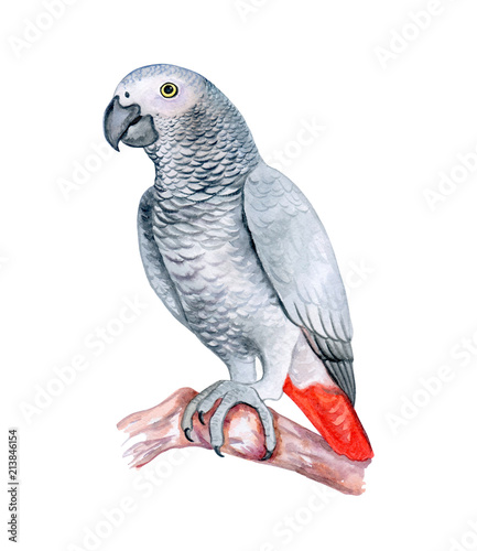 The parrot Jaco grey sits on a branch isolatedon a white background. Red-tailed Jaco. Watercolor. Illustration. Template. Handmade. Close-up. Clip art.