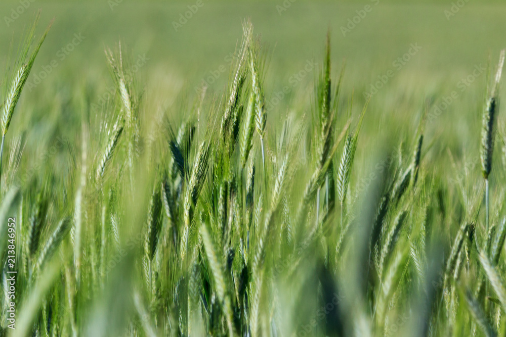 Grass Grass
