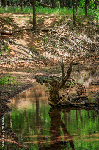Oklahoma Creek with a reptilian tree in the water