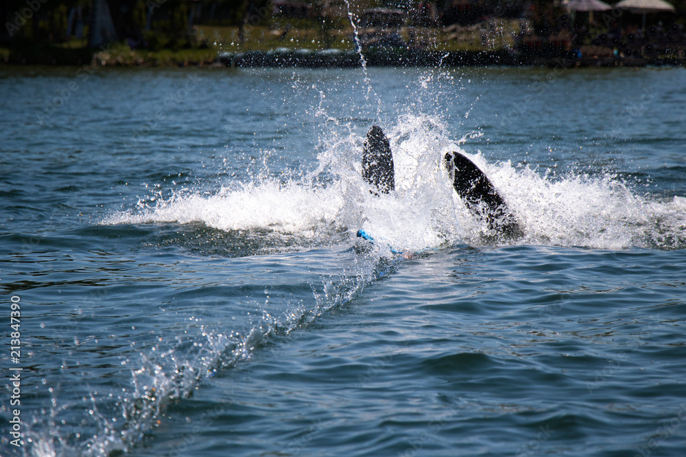 Obraz premium Water skier 