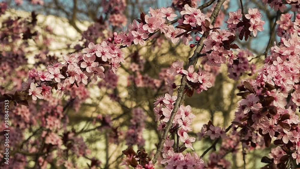 A scenic shot of colorful and various flowers in a garden.