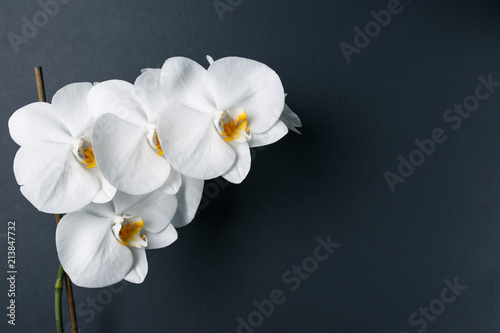 Orchid flowers on dark background. Top view