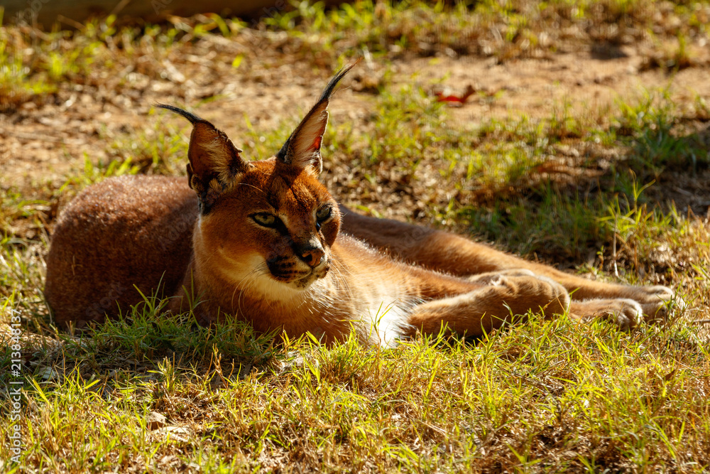 Fototapeta premium Rooikat lying and baking in the sun