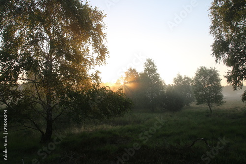 Sonnenaufgang im Morgennebel in der L  neburger Heide