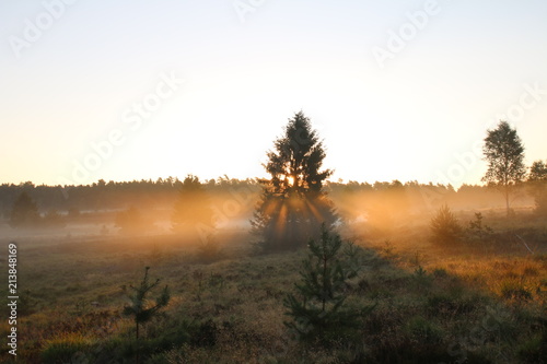 Sonnenaufgang im Morgennebel in der L  neburger Heide