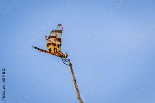 Halloween Pennant (Celithemis eponina) dragonfly photo