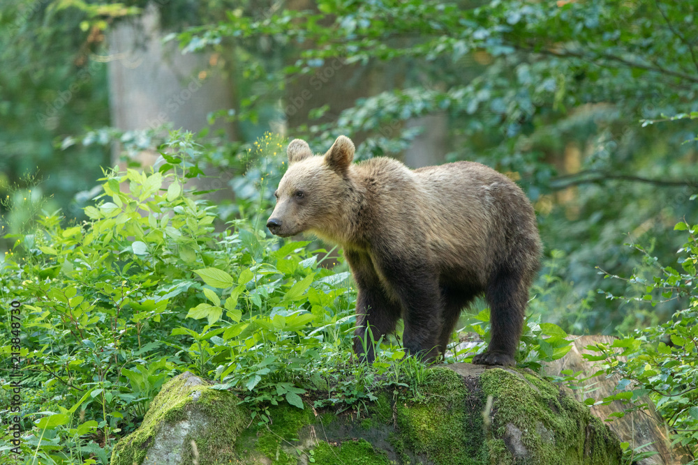 European brown bear in the Carpathian mountains European brown bear in the Carpathian mountains