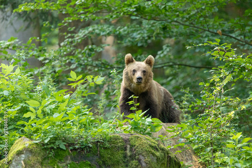 European brown bear in the Carpathian mountains © Wim