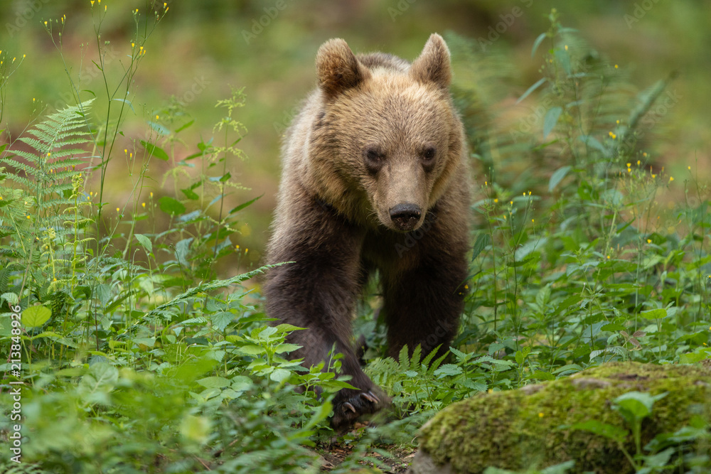 European brown bear in the Carpathian mountains European brown bear in the Carpathian mountains