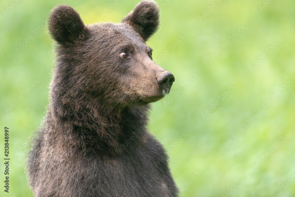 European brown bear in the Carpathian mountains European brown bear in the Carpathian mountains