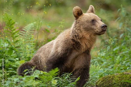 Wallpaper Mural European brown bear in the Carpathian mountains Torontodigital.ca