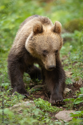 European brown bear in the Carpathian mountains © Wim