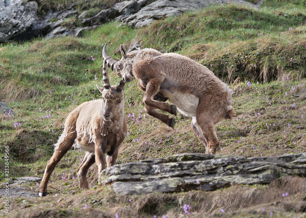 Zwei Steinbock Jungtiere springen und spielen miteinander in den Alpen