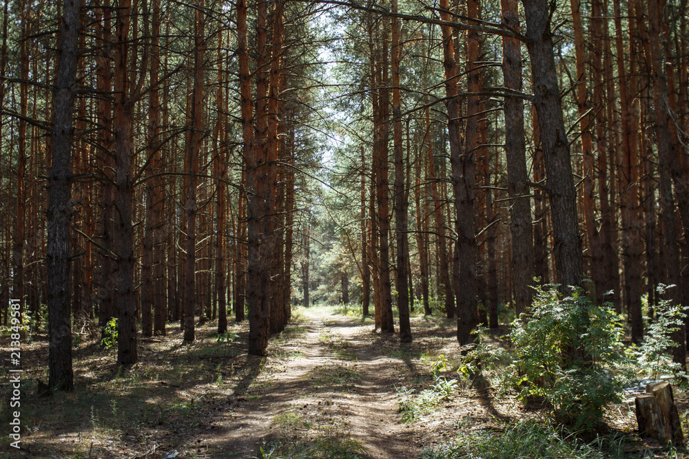 Naklejka premium Forest pine