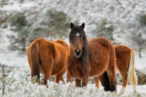 Snow and wild horses