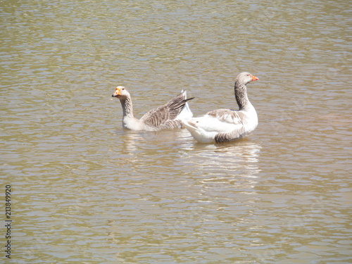 couple of swans in the waters of the lake in the central park in Aguas de Lindoia that is in the state of São Paulo - Brazil, considered one of the 11 State Hydrominerals State, October 2017 photo
