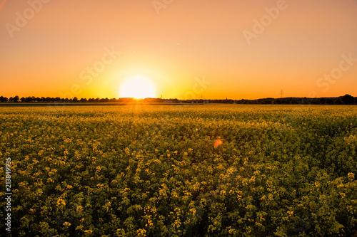 Rapsfeld im Sonnenuntergang