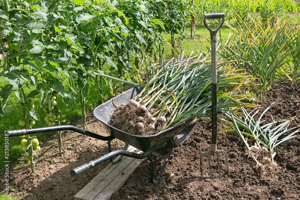 Fototapeta premium Freshly engraved garlic