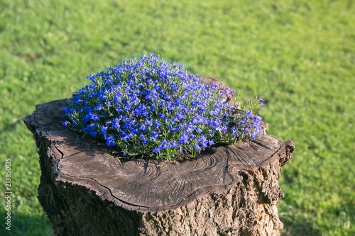 Beautiful flowers on a stump