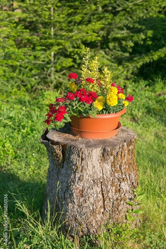 Beautiful flowers on a stump