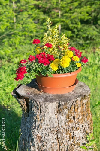 Beautiful flowers on a stump