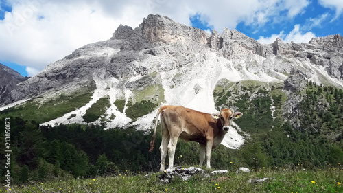 a cow on an alpine pasture  rocks  a blue sky with clouds.