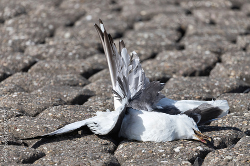 dead seagull, killed by the blades of a wind turbine