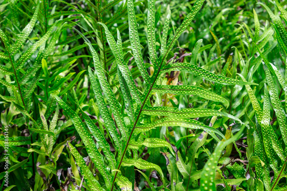 Wart fern (Microsorum grossum) - Davie, Florida, USA