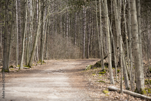 path way through the woods