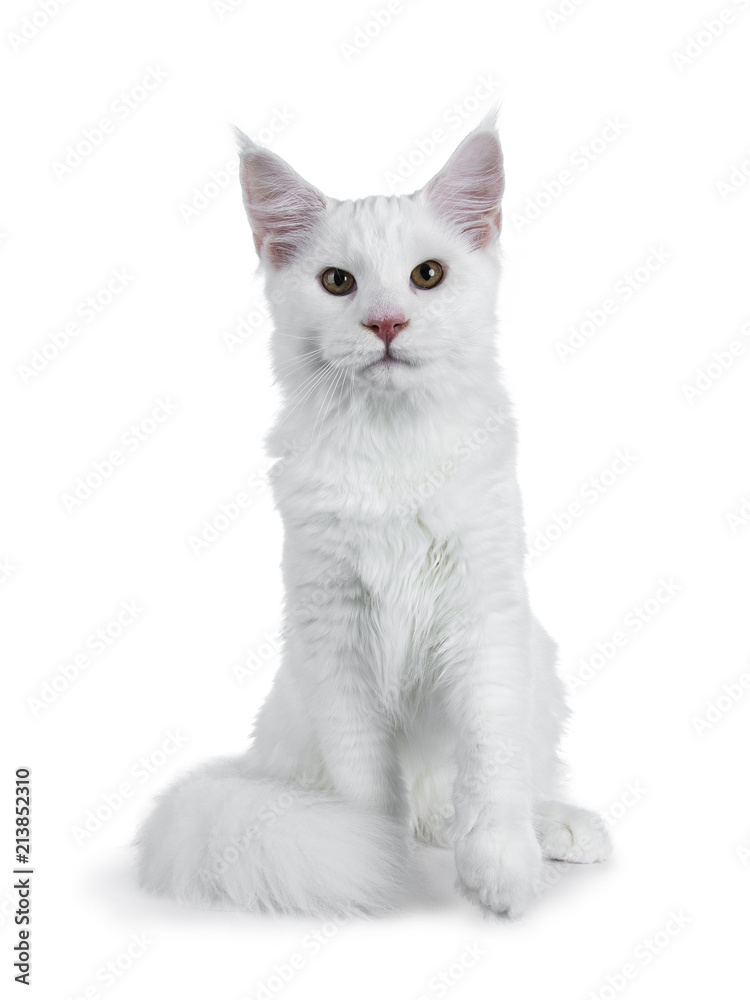 Solid white Maine Coon cat kitten with attitude sitting up straight with tail curled around paws and one paw lifted in air, looking at lens isolated on white background