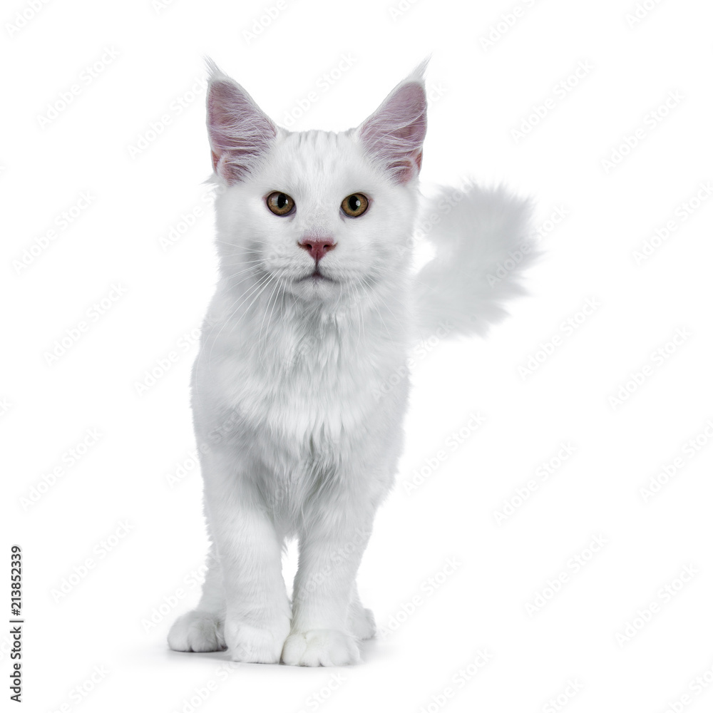 Solid white Maine Coon cat kitten with attitude walking / standing towards camera looking straight in lens isolated on white background