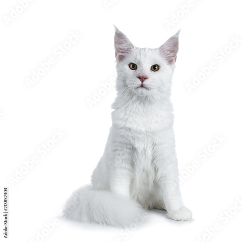 Solid white Maine Coon cat kitten with attitude sitting up straight with tail curled around paws, looking beside lens isolated on white background
