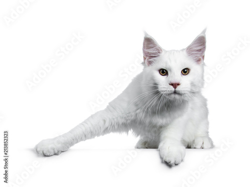 Solid white Maine Coon cat kitten with attitude standing ready to jump (like ice skater), looking straight in lens isolated on white background photo