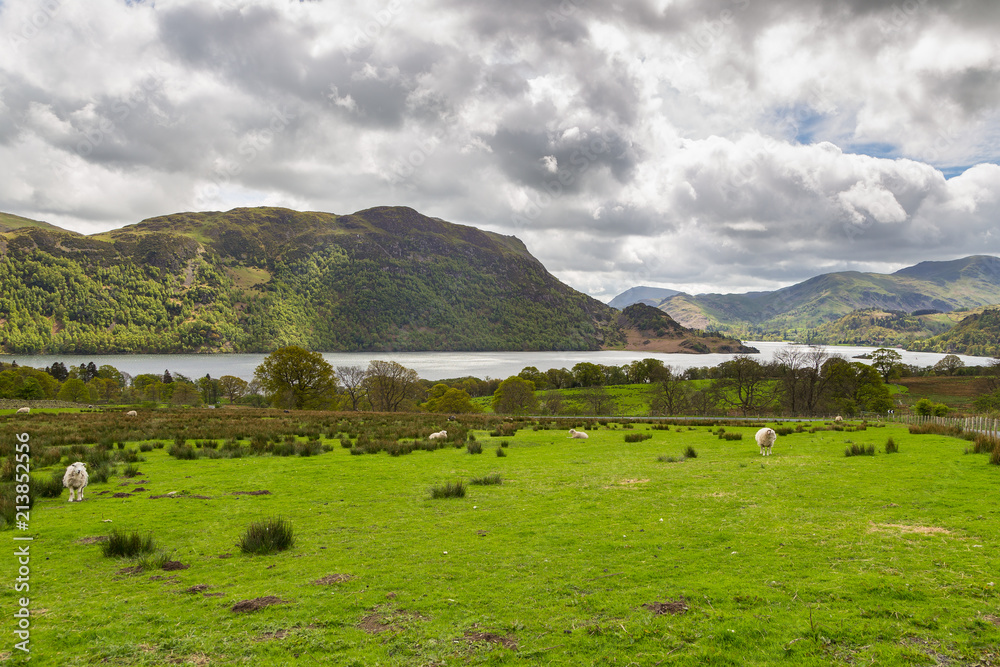 Sheep grazing on a mountain meadow in England. Sheep grazing on a mountain meadow in England.