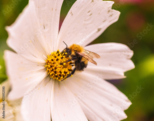 bee collects pollen