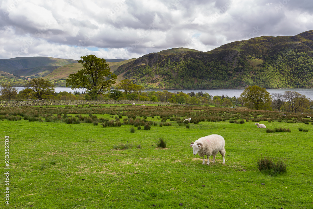 Sheep grazing on a mountain meadow in England. Sheep grazing on a mountain meadow in England.