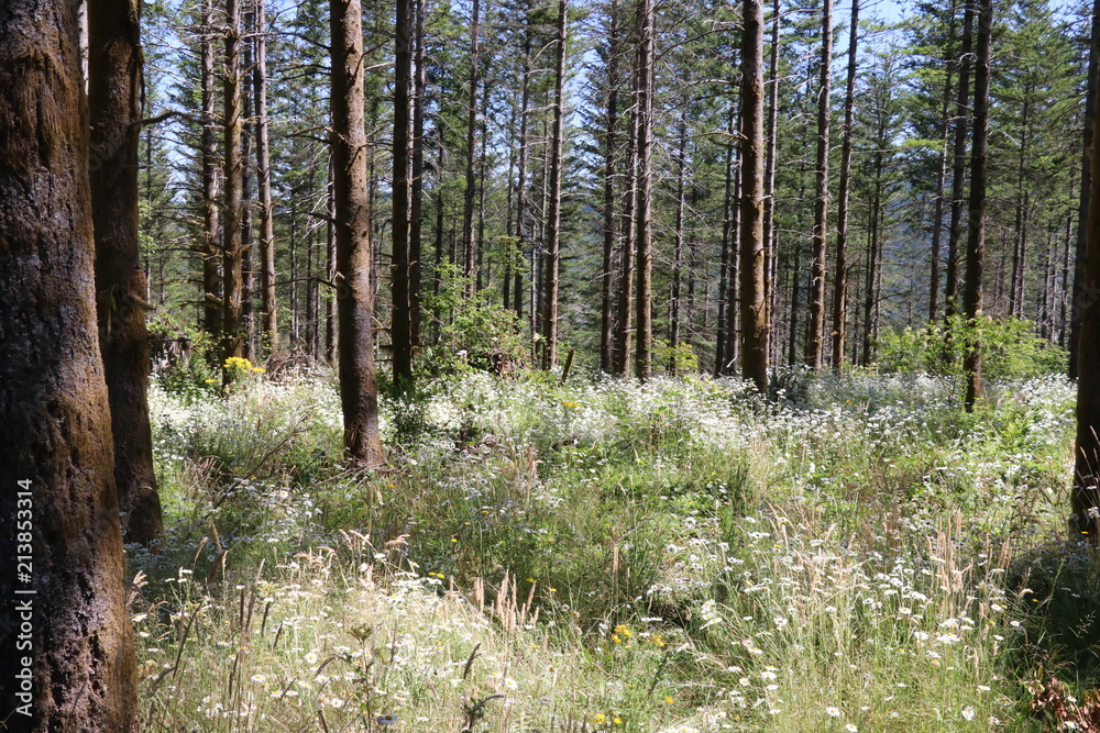 Obraz premium Pretty