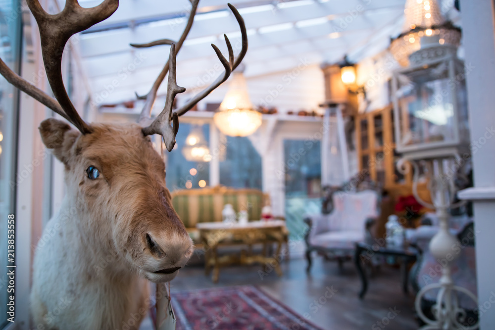 Taxidermy