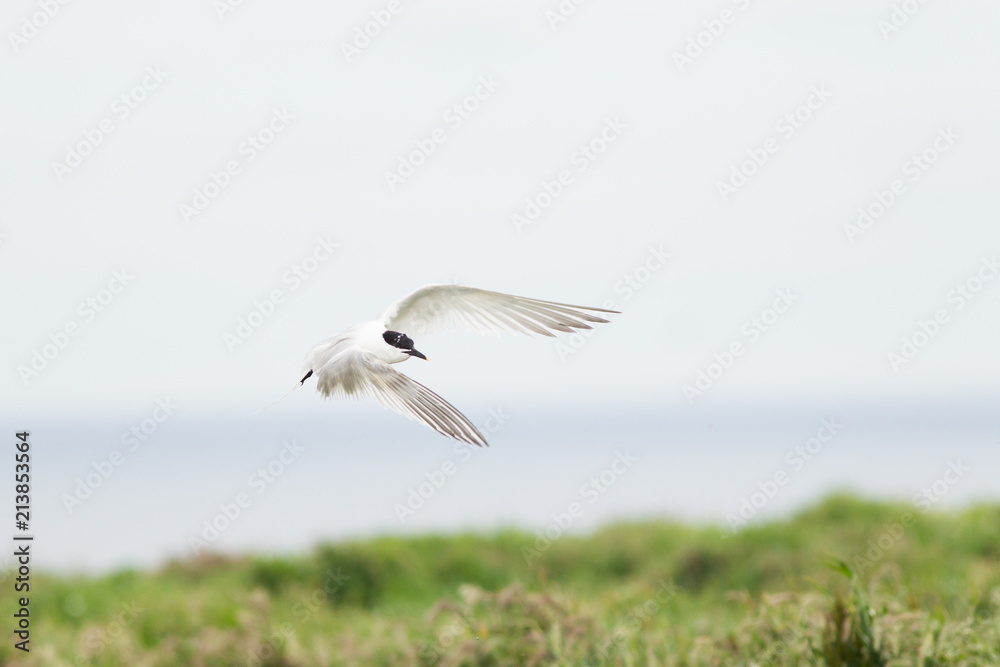 Sandwich tern (Thalasseus sandvicensis) in flight, near breeding colony Sandwich tern (Thalasseus sandvicensis) in flight, near breeding colony