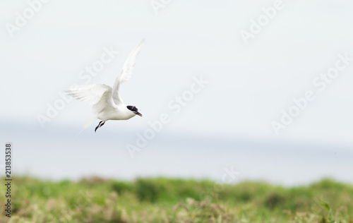 Sandwich tern (Thalasseus sandvicensis) in flight, near breeding colony © lisalouise
