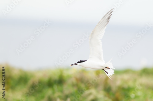 Sandwich tern (Thalasseus sandvicensis) in flight, near breeding colony © lisalouise