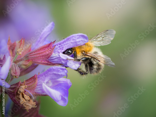 A common carder bee feeding on the blossoms of common sage