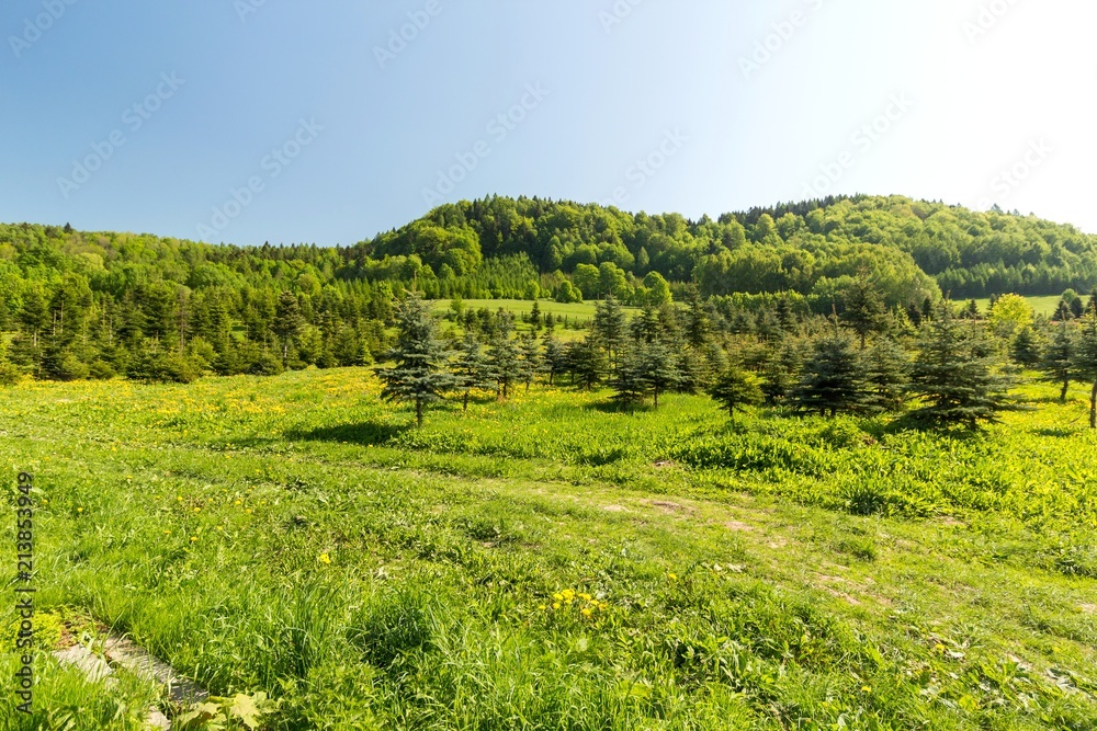 Obraz premium Mountainous green hills and blue sky