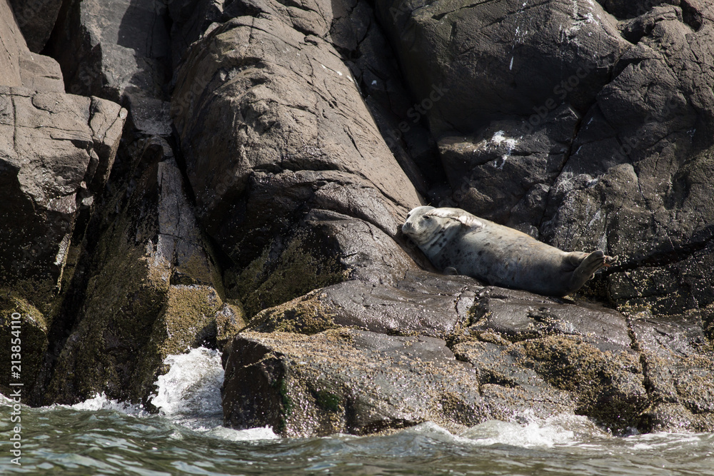 Obraz premium Grey Seal (Halichoerus grypus) resting on rock at colony
