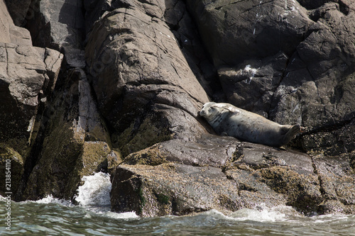 Grey Seal  Halichoerus grypus  resting on rock at colony